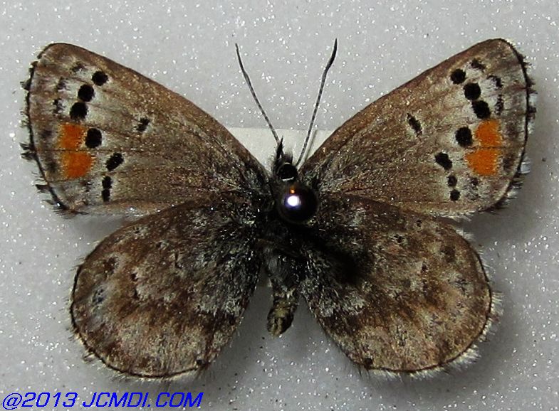 Philotes sonorensis (Sonoran Blue) butterfly life cycle image